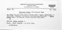 Uromyces viciae-fabae image